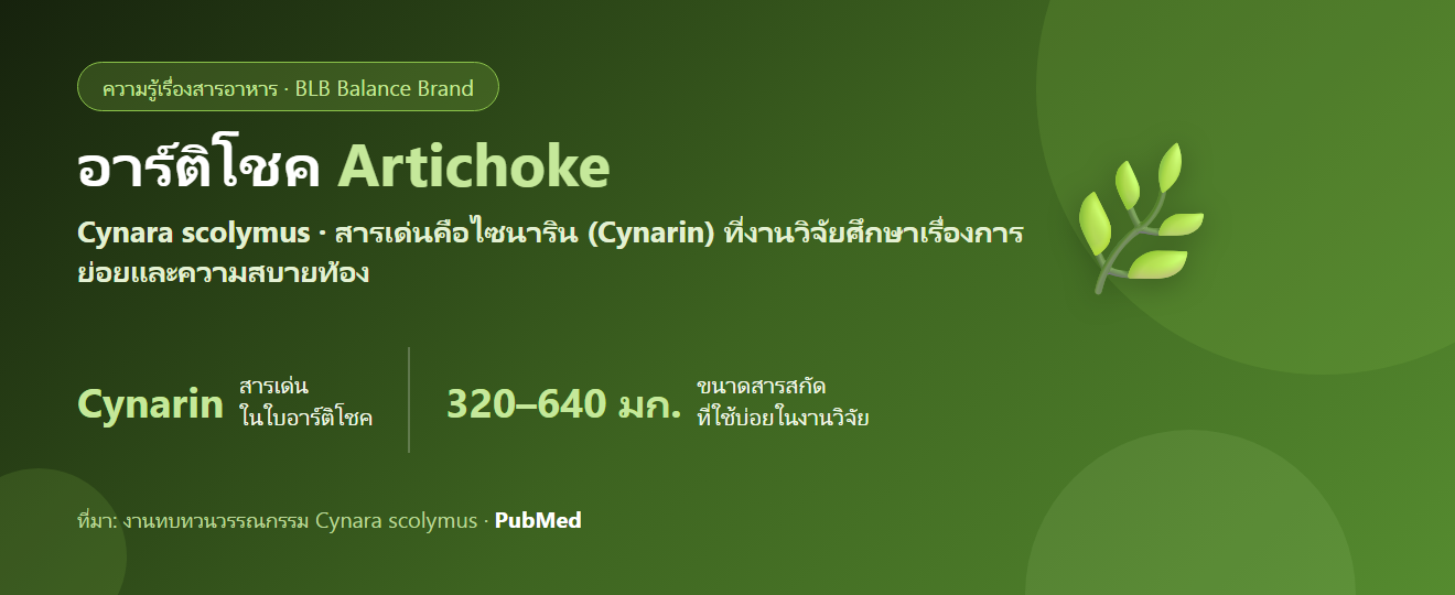 อาร์ติโชค (Artichoke) คืออะไร? ไซนารินกับงานวิจัยเรื่องการย่อยและความสบายท้อง