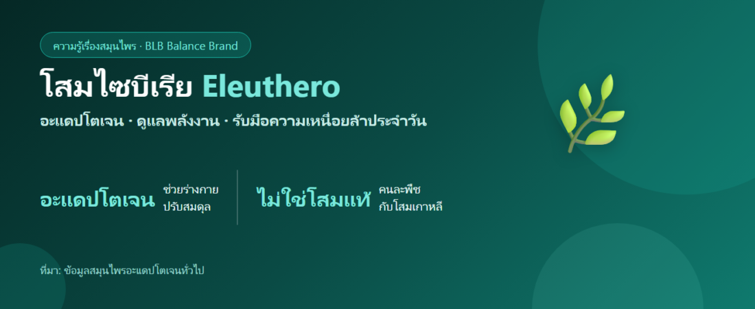 โสมไซบีเรีย (Eleuthero) คืออะไร? อะแดปโตเจนกับการรับมือความเหนื่อยล้า