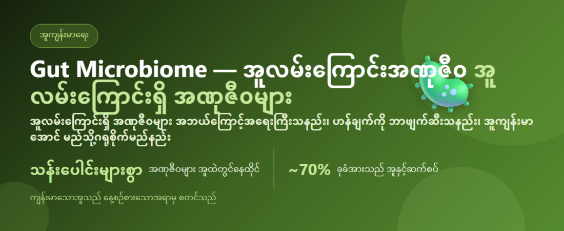 Gut Microbiome — အူလမ်းကြောင်းရှိ အဏုဇီဝများ အဘယ်ကြောင့်အရေးကြီးပြီး အူကျန်းမာအောင် မည်သို့ဂရုစိုက်မည်နည်း | BLB