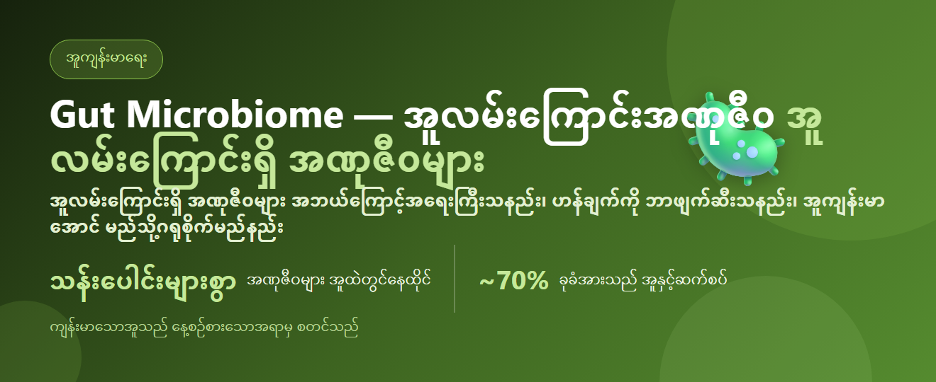 Gut Microbiome — အူလမ်းကြောင်းရှိ အဏုဇီဝများ အဘယ်ကြောင့်အရေးကြီးပြီး အူကျန်းမာအောင် မည်သို့ဂရုစိုက်မည်နည်း | BLB