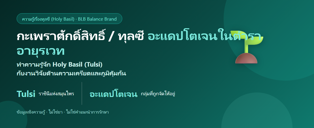 กะเพราศักดิ์สิทธิ์ / ทุลซี (Holy Basil) คืออะไร? อะแดปโตเจนกับความเครียดและภูมิ