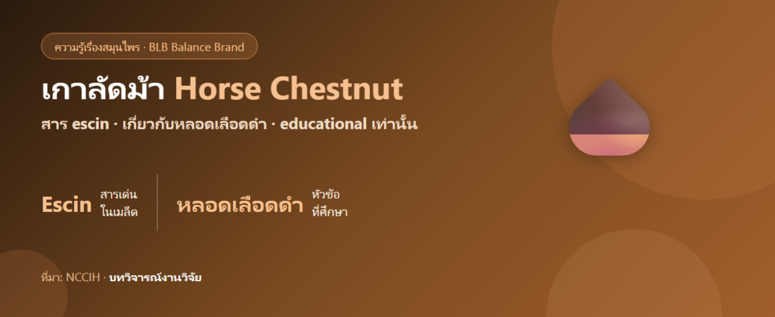 เกาลัดม้า (Horse Chestnut) กับหลอดเลือดดำ–เส้นเลือดขอด คืออะไร? educational