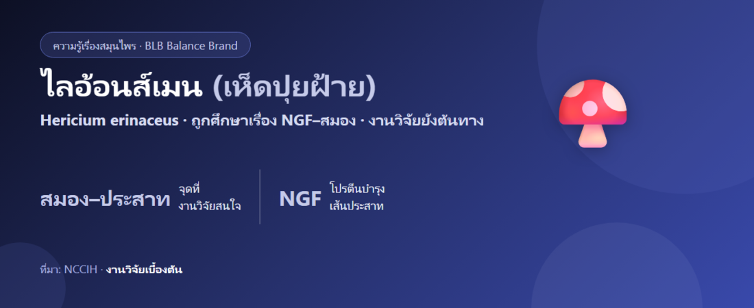 เห็ดไลอ้อนส์เมน (ปุยฝ้าย) คืออะไร? สารในเห็ดที่ถูกศึกษาเรื่องสมองและเส้นประสาท