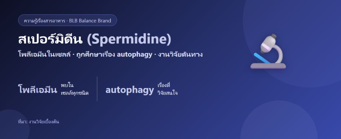 สเปอร์มิดีน (Spermidine) คืออะไร? สารที่ถูกศึกษาเรื่อง autophagy และการสูงวัย