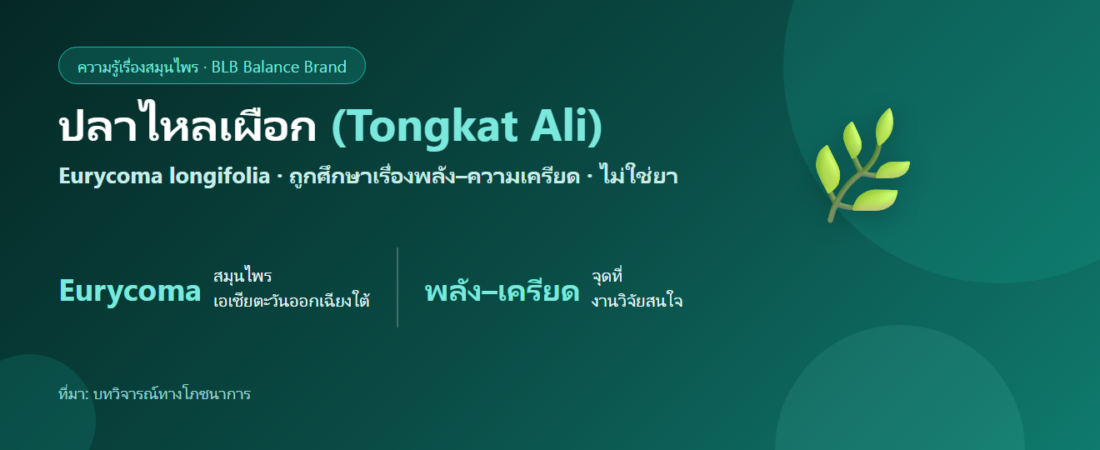 ปลาไหลเผือก (Tongkat Ali) คืออะไร? สมุนไพรที่ถูกศึกษาเรื่องพลังและความเครียด