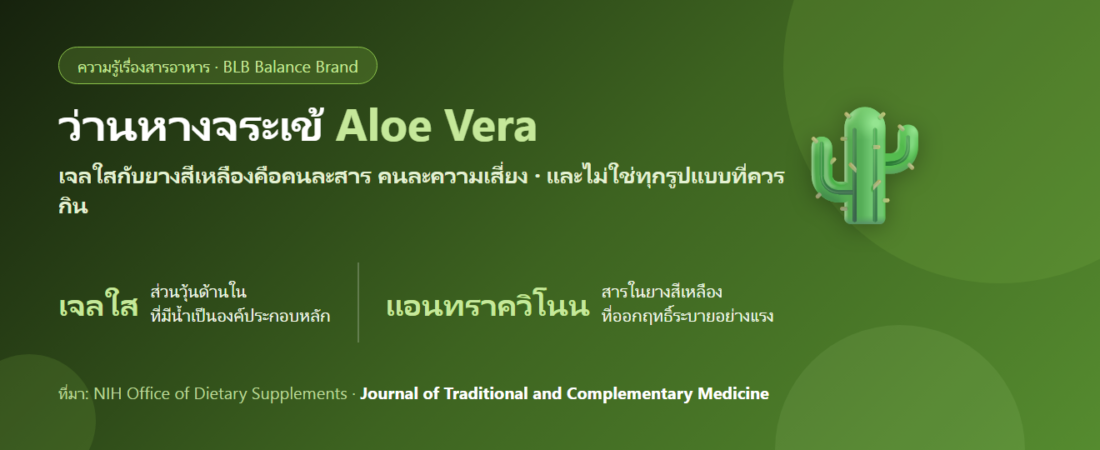 ว่านหางจระเข้ (Aloe Vera) กินได้ไหม? เจลกับยางเหลืองต่างกันอย่างไร และข้อควรระวังที่สำคัญ