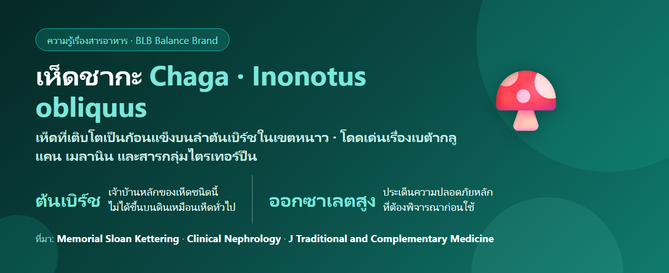 เห็ดชากะ (Chaga) คืออะไร? เห็ดจากต้นเบิร์ชในเขตหนาวกับเรื่องออกซาเลตที่ต้องอ่านก่อนซื้อ