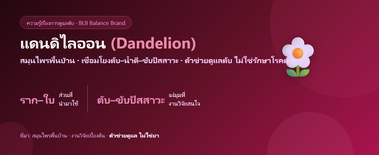 แดนดิไลออน (Dandelion) กับตับและการขับปัสสาวะ เข้าใจง่าย ๆ