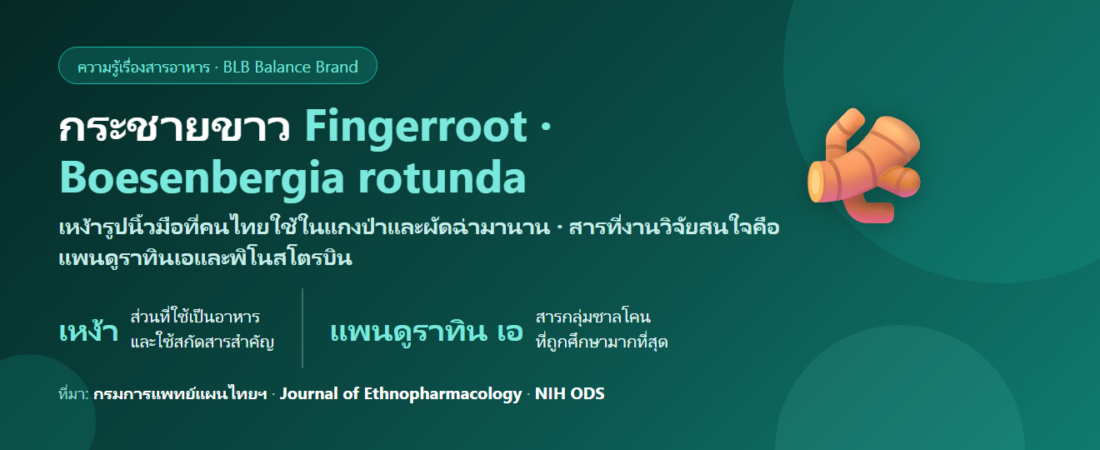 กระชายขาว (Fingerroot) คืออะไร? สารแพนดูราทินกับสิ่งที่งานวิจัยพูดได้และพูดไม่ได้