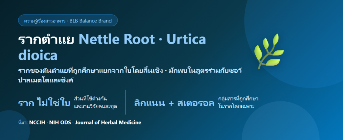 รากตำแย (Nettle Root) คืออะไร? สมุนไพรที่ถูกพูดถึงเรื่องผู้ชายวัย 50+ และสิ่งที่งานวิจัยบอกได้จริง