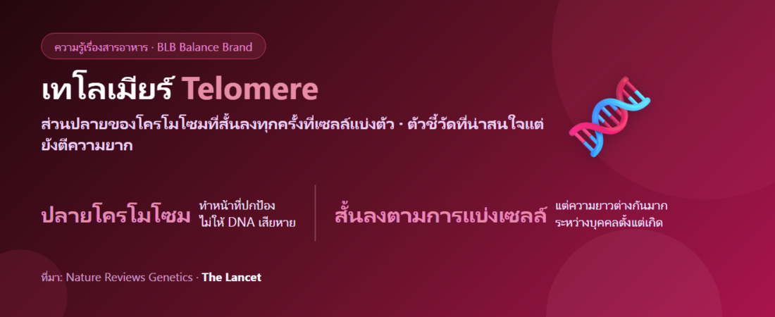 เทโลเมียร์ (Telomere) คืออะไร? ปลายโครโมโซมกับอายุเซลล์ และเหตุผลที่ยังไม่ควรเชื่อชุดตรวจ
